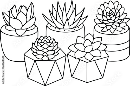 Potted succulent plants line art potted plants outline