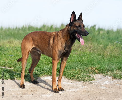 Fotografie belgian shepherd in nature