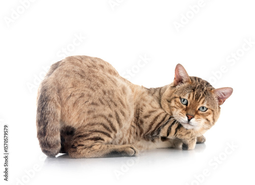 bengal cat in studio