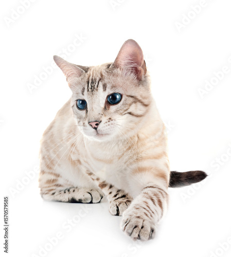 bengal cat in studio
