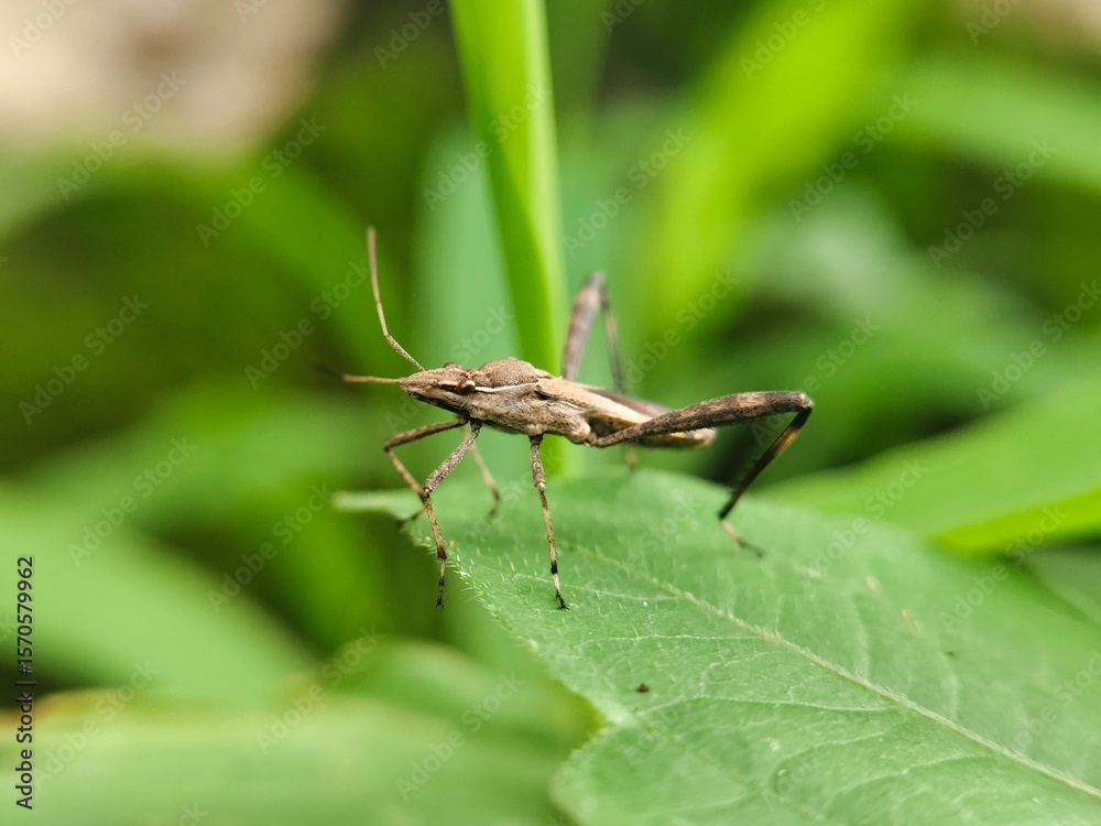 Fototapeta premium green grasshopper on a leaf