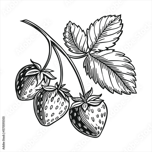 Hand-drawn strawberry branch with leaves