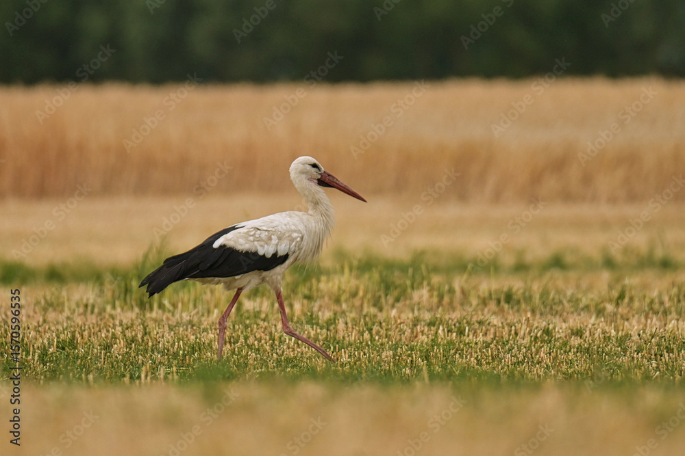 Fototapeta premium Storks in the open field.