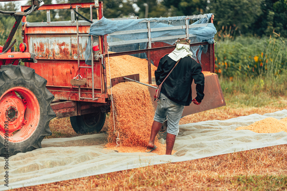 Obraz premium In a rural field, a farmer is using a tractor to harvest crops on a clear day. Labor working with grain after harvest and truck lade paddy.