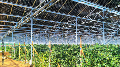 Obraz na plátně Modèle de serre avec panneaux photovoltaïques