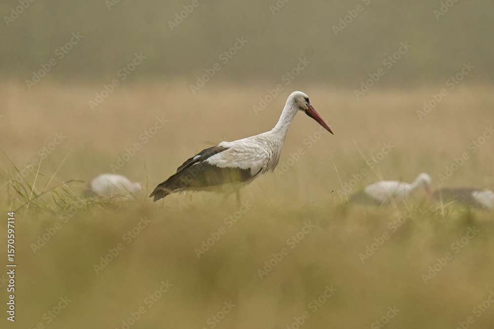 Fototapeta premium Storks in the open field.