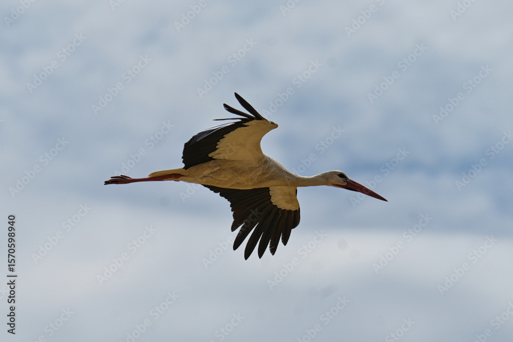 Obraz premium Storks in the open field.