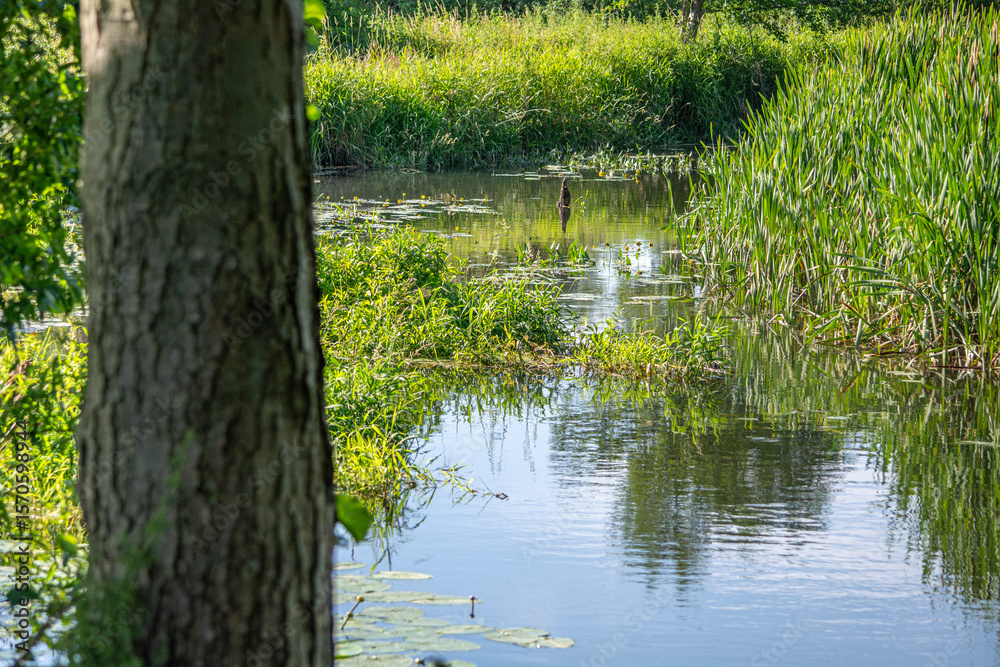Obraz premium Small river Grabia in central Poland.