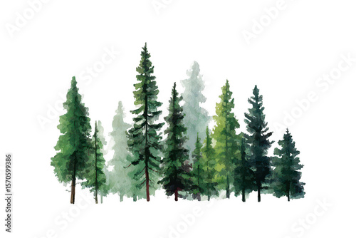 Watercolor forest scene with tall evergreen trees
