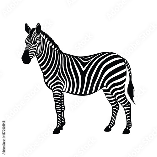 zebra vector illustration