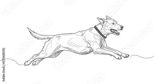 line art vector illustration of a dog