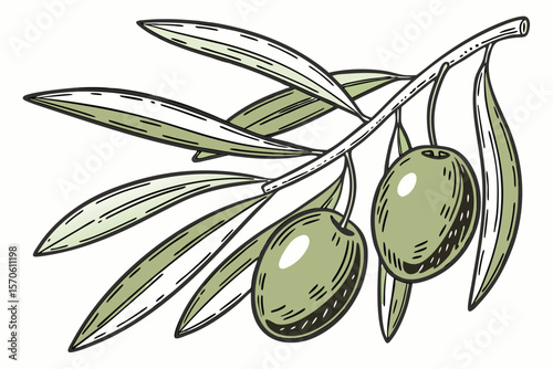  green olives, olive branch, olive fruit, realistic, high detail, photorealistic