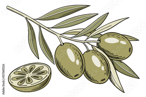  green olives, olive branch, olive fruit, realistic, high detail, photorealistic