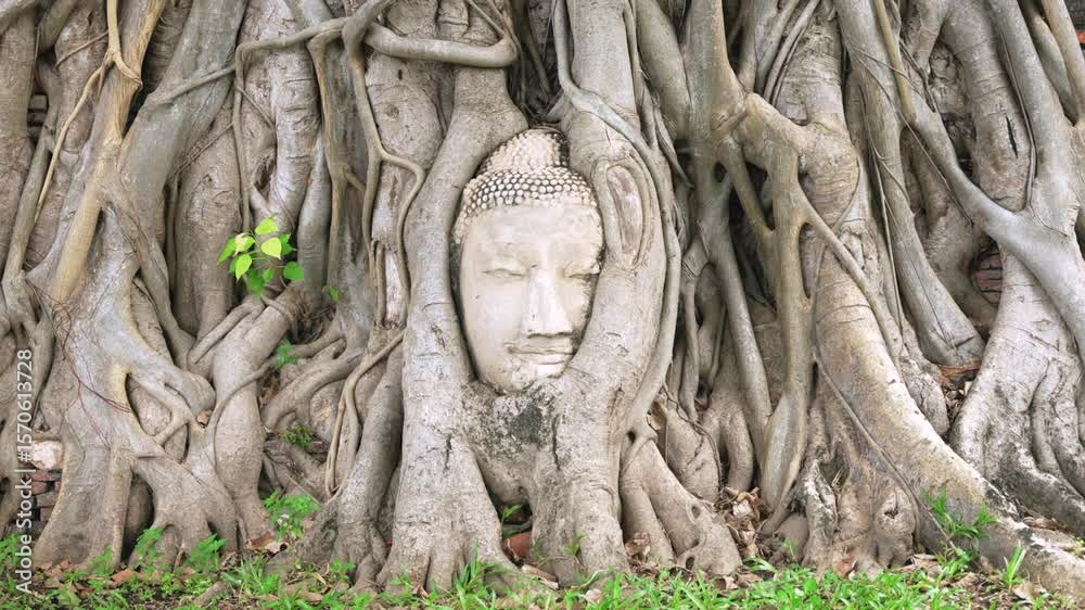 Mystical Buddha Head in Bodhi Tree Roots at Wat Mahathat, Ayutthaya - Symbol of Thai Spiritual Serenity. Zoom in cinematic shot Mystical Buddha Head in Bodhi Tree Roots at Wat Mahathat, Ayutthaya - Symbol of Thai Spiritual Serenity. Zoom in cinematic shot