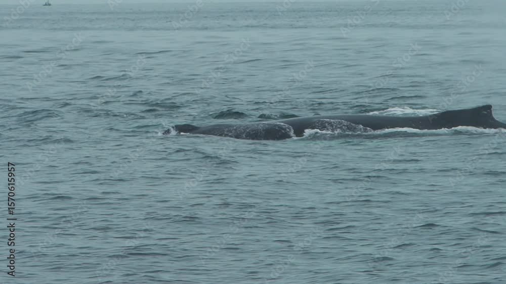 Humpback whale swimming in the ocean off the coast of Los Organos, Piura, Peru Humpback whale swimming in the ocean off the coast of Los Organos, Piura, Peru
