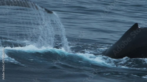Wallpaper Mural Humpback whale exhaling water in slow motion in the waters of Los Organos, Peru Torontodigital.ca