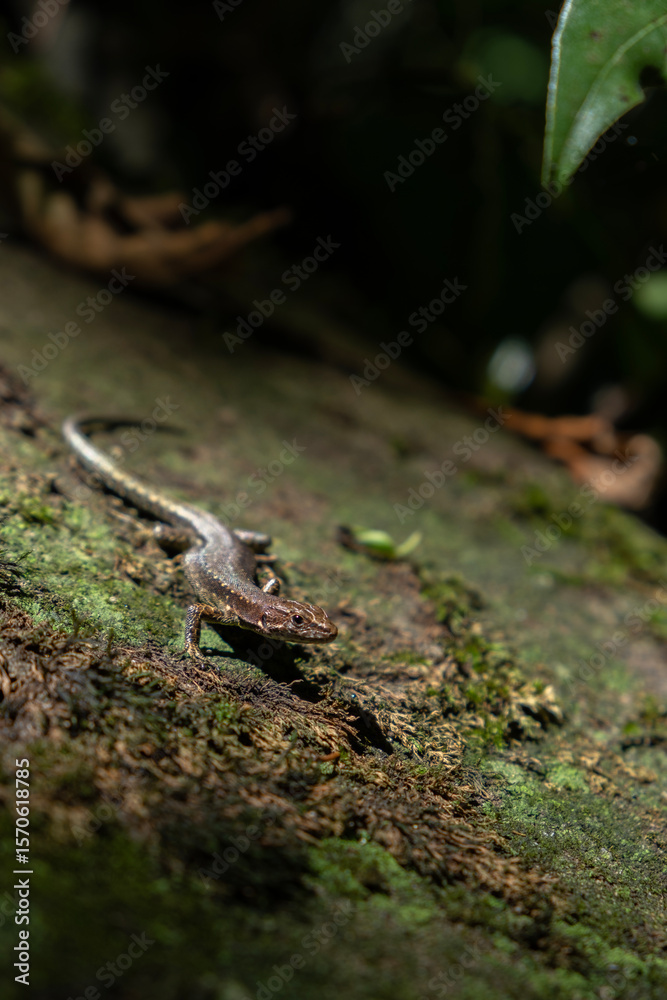 Fototapeta premium A small skink (lizard) on a mossy rock 