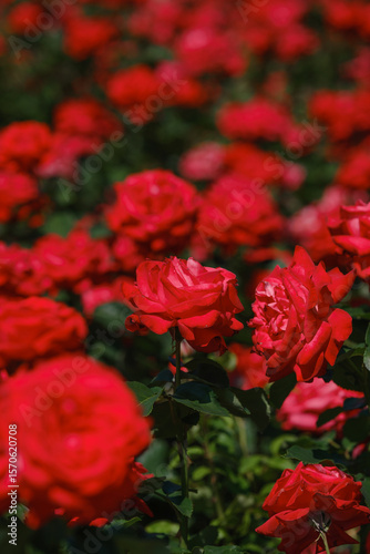 Vibrant red roses blooming in a lush garden during bright daylight