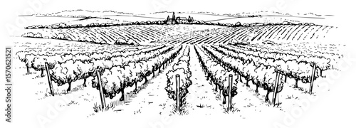 vineyard landscape with grapevines line art