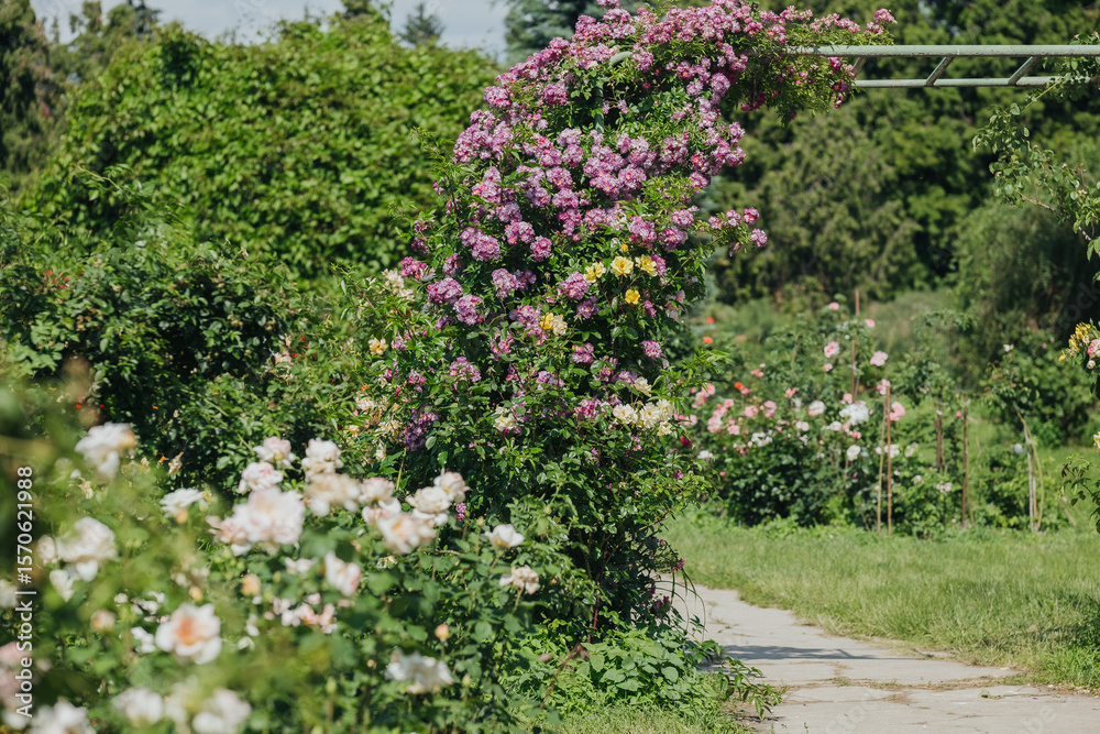 Fototapeta premium Beautiful blooming flowers in a serene garden setting during sunny daylight