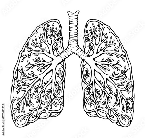 lungs with tree branches line art