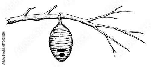 bee hive hanging on bare tree branch line art