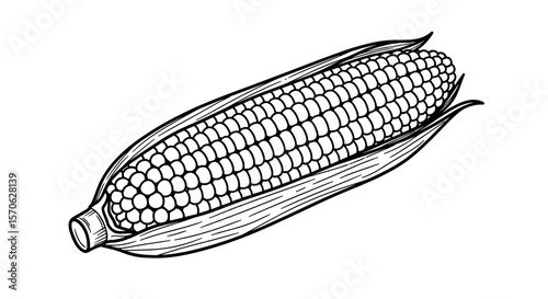 Black and White Sketch Vintage Doodle of Corn Cob SVG
