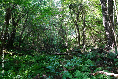 wild forest with dense ferns and old trees
