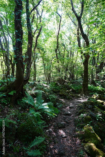 refreshing forest and path in the gleaming sunlight