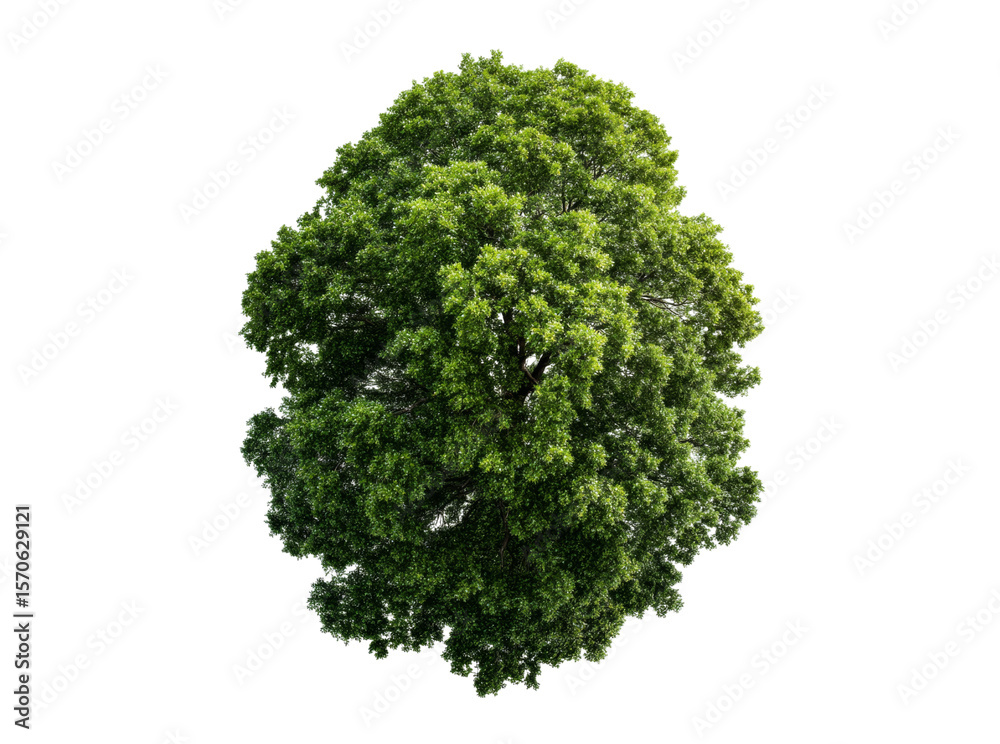 Fototapeta premium Lush green tree canopy isolated on black background, Isolated On White, Png, Transparent Background