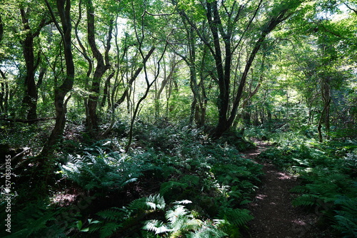 refreshing forest and path in the gleaming sunlight