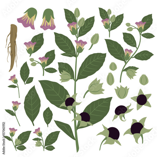 Stylized Botanical Art of Medicinal Herb Deadly nightshade, Atropa belladonna, Plant, Foliage, Flower, Fruit, Seed