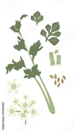 Stylized Botanical Art of Medicinal Herb Celery, Apium graveolens, Plant, Foliage, Flower, Fruit, Seed