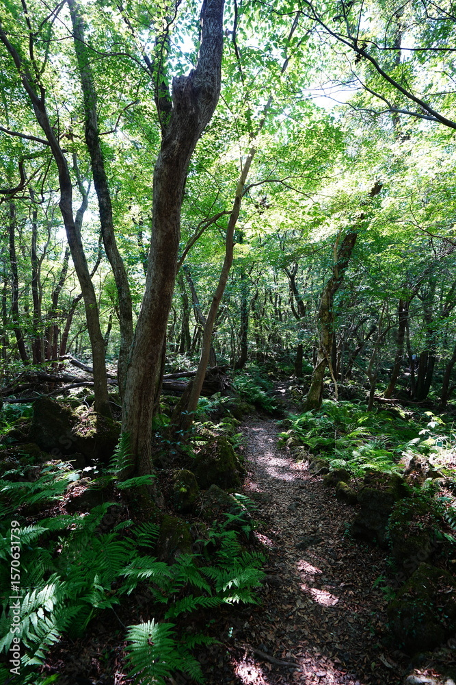 Fototapeta premium refreshing forest and path in the gleaming sunlight