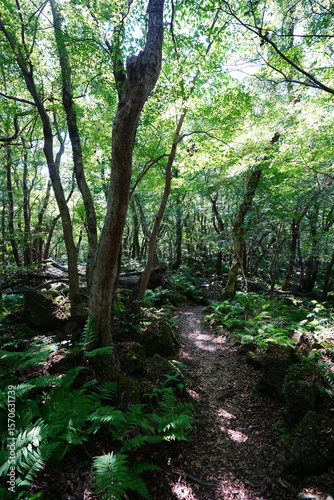 refreshing forest and path in the gleaming sunlight