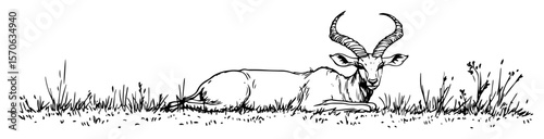 resting antelope in meadow hand drawn sketch illustration