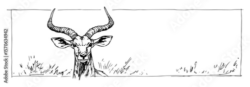 kudu antelope front view in grass hand drawn border illustration