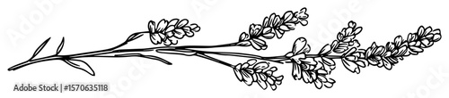 vector illustration of lavender branch in engraving style