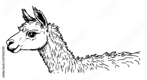 llama head portrait line art vector illustration