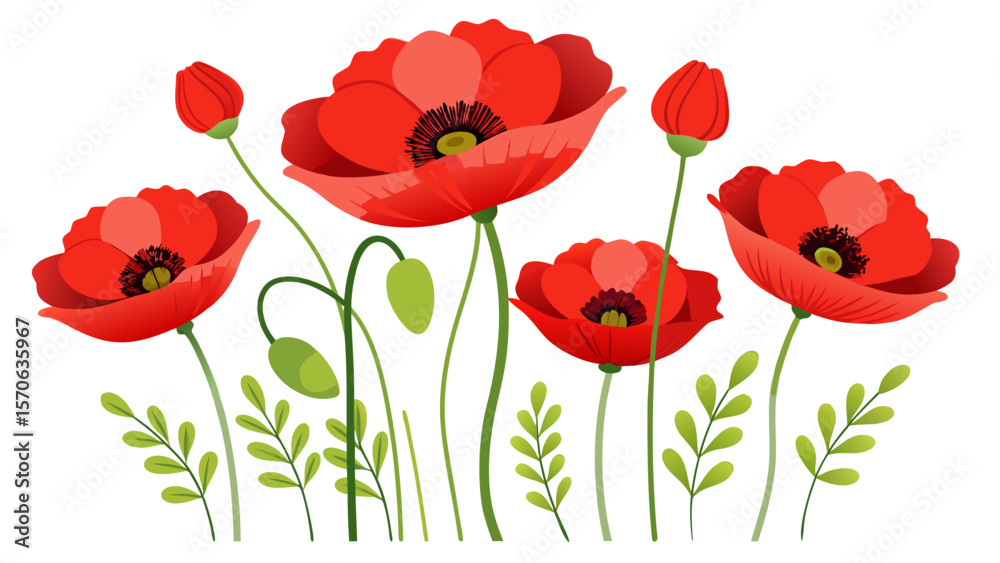 Obraz premium red poppies on white background