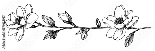 magnolia branch with blossoms line art vector illustration