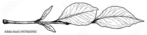 branch with leaves line art vector illustration