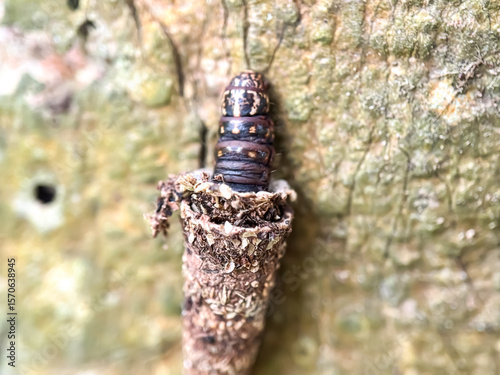 Close up of bagworm in the trees
