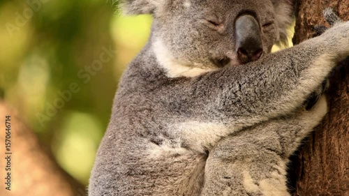 Australian Koala resting high up in a tree on a winter's afternoon in Brisbane, Queensland.