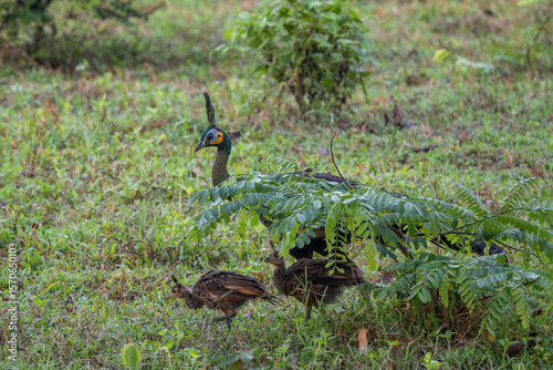 Wallpaper Mural Green Peafowl - Pavo muticus, beautiful large ground bird from the bushes and woodlands of Southeast Asia, Vietnam. Torontodigital.ca