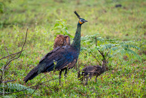 Wallpaper Mural Green Peafowl - Pavo muticus, beautiful large ground bird from the bushes and woodlands of Southeast Asia, Vietnam. Torontodigital.ca