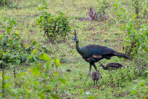 Wallpaper Mural Green Peafowl - Pavo muticus, beautiful large ground bird from the bushes and woodlands of Southeast Asia, Vietnam. Torontodigital.ca