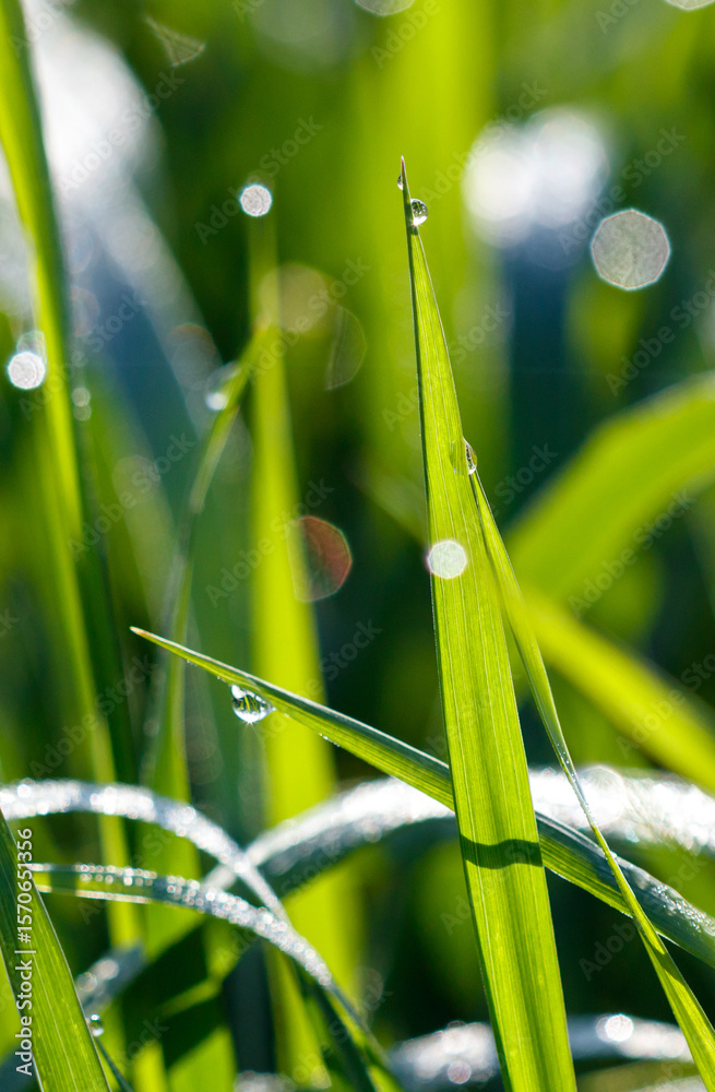 Fototapeta premium Dew drops on green grass in nature.