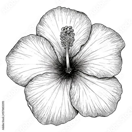 Black and white line drawing of a hibiscus in vintage scientific engraving style, intricate ink illustration, clean white background