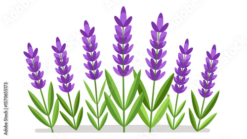 Vector illustration of lavender flowers with green leaves isolated on white background